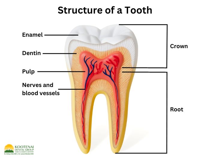 The Safest Way to Whiten Teeth Without Damaging Enamel 1 How to whiten teeth safely
Dr. Delwyn Dick (DDS)
Dr. Miranda Anderson (DDS)
Kootenai Dental Group, Coeur d'Alene, ID